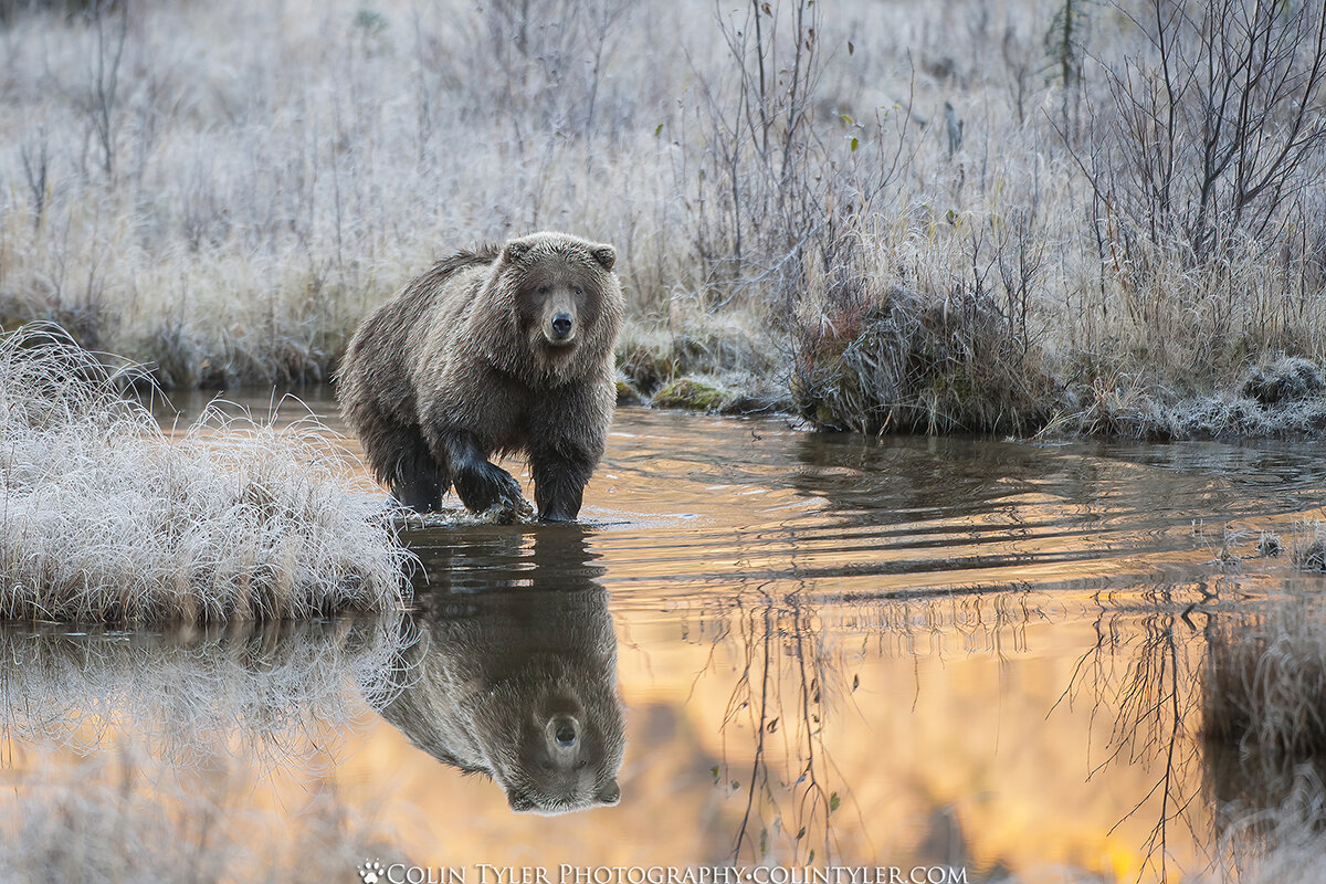 Alaskan brown bear looking for salmon in autumn. Eagle River Nature Center/Chugach State Park, Alaska. (Colin Tyler Bogucki)