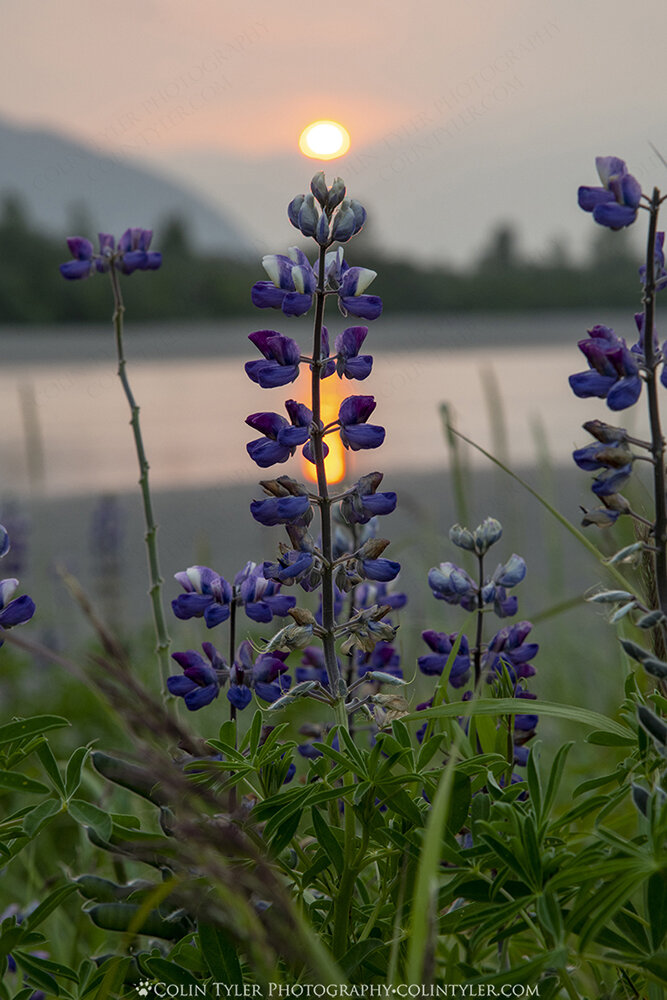 Lupine Sunset, Turnagain Arm, Alaska. (Colin Tyler Bogucki)