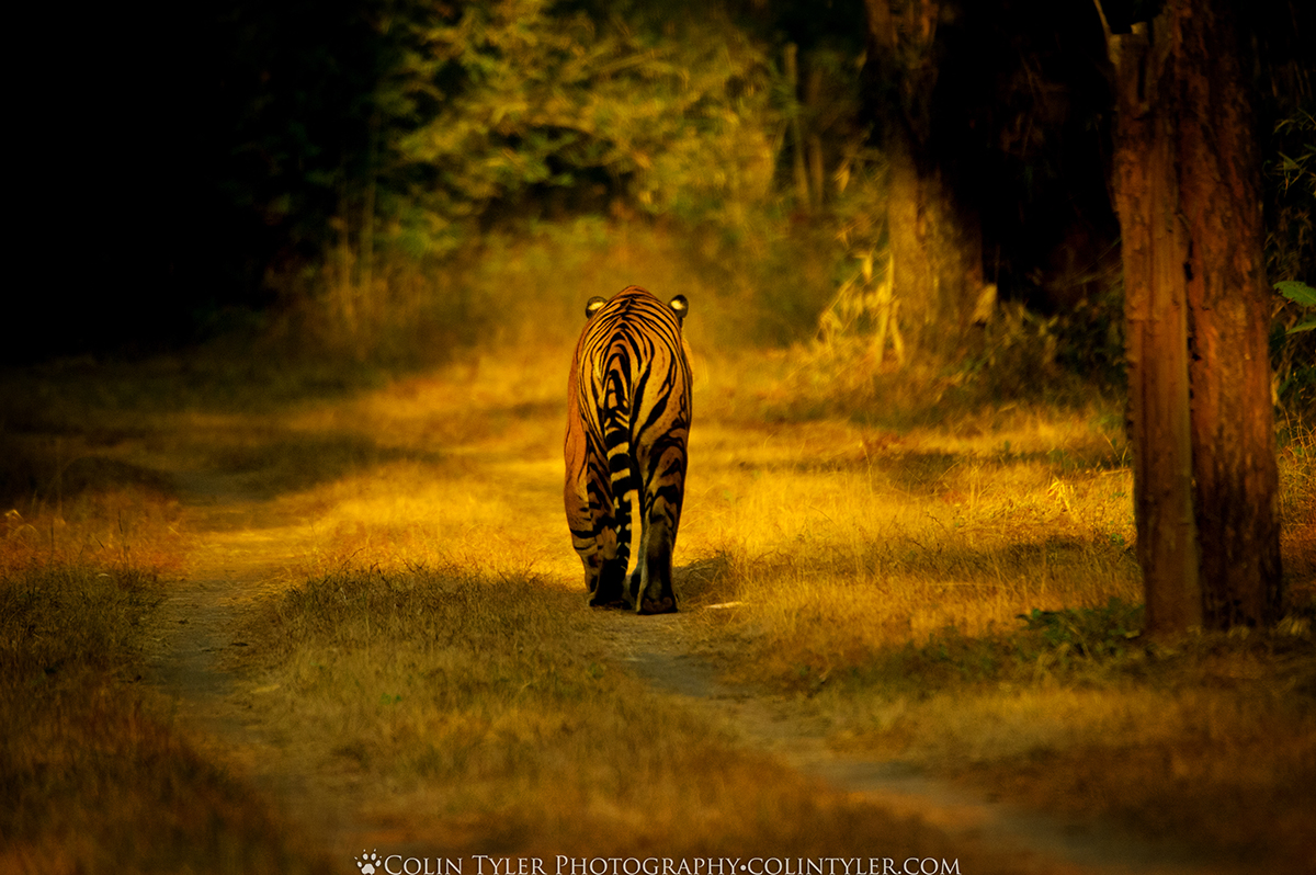 Male Bengal tiger in Bandhavgarh National Park, India. Recognized by Nat Geo editors on My Shot, and placed in the Top 10 out of nearly 12,000 images. (Colin Tyler Bogucki)