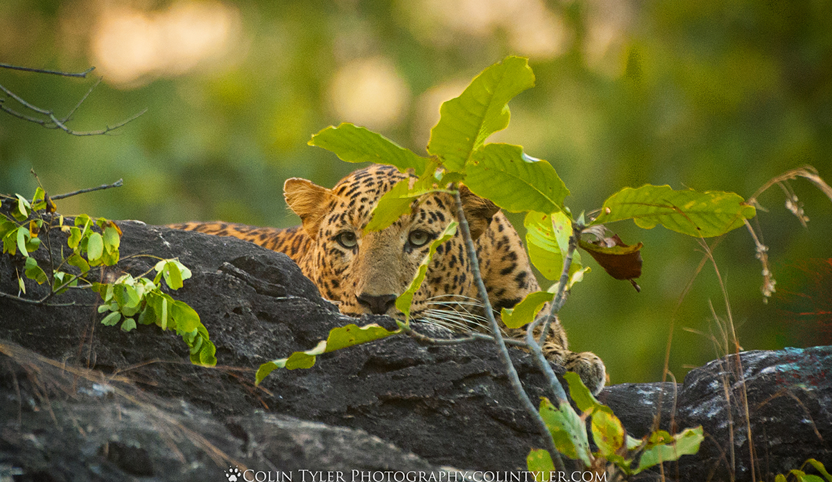 Spotted leopard in Bandhavgarh National Park, India. (Colin Tyler Bogucki)