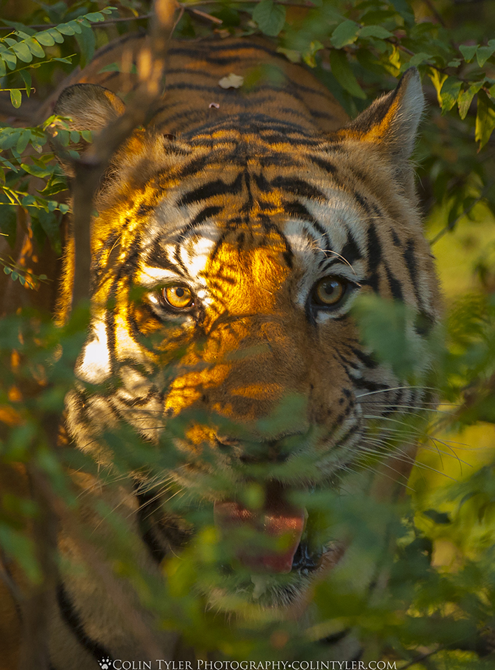 A Bengal tiger on the trail of a tigress in Bandhavgarh National Park, India. (Colin Tyler Bogucki)