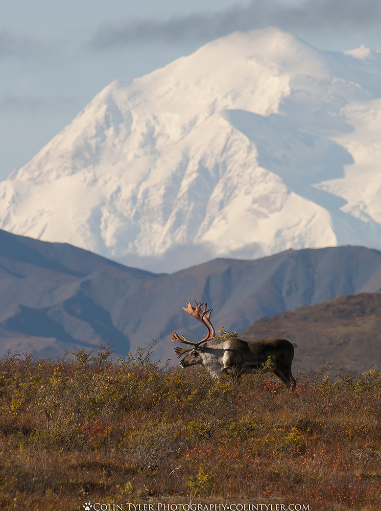 Bull caribou framed by Denali in autumn. Denali National Park, Alaska. (Colin Tyler Bogucki)